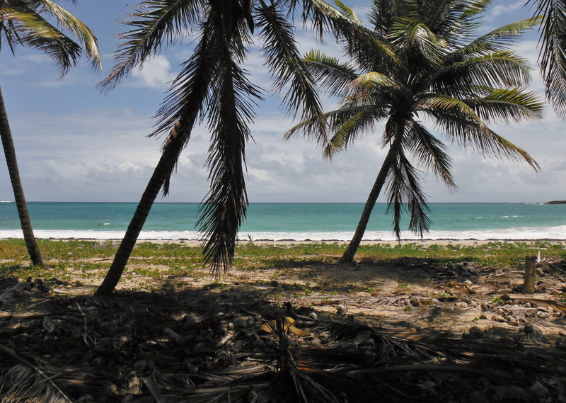 nature, caribbean Sea, growth, plant, horizon, beaches, 4K, Holiday, Martinique, tranquility, near, island, blue, beauty in nature, palm Tree, coastline