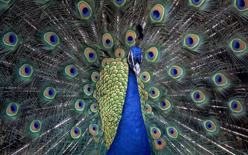 beauty in nature, day, outdoors, one animal, animals in the wild, animal head, multi colored, 720P, animal body part, no people, feather, vertebrate, male animal