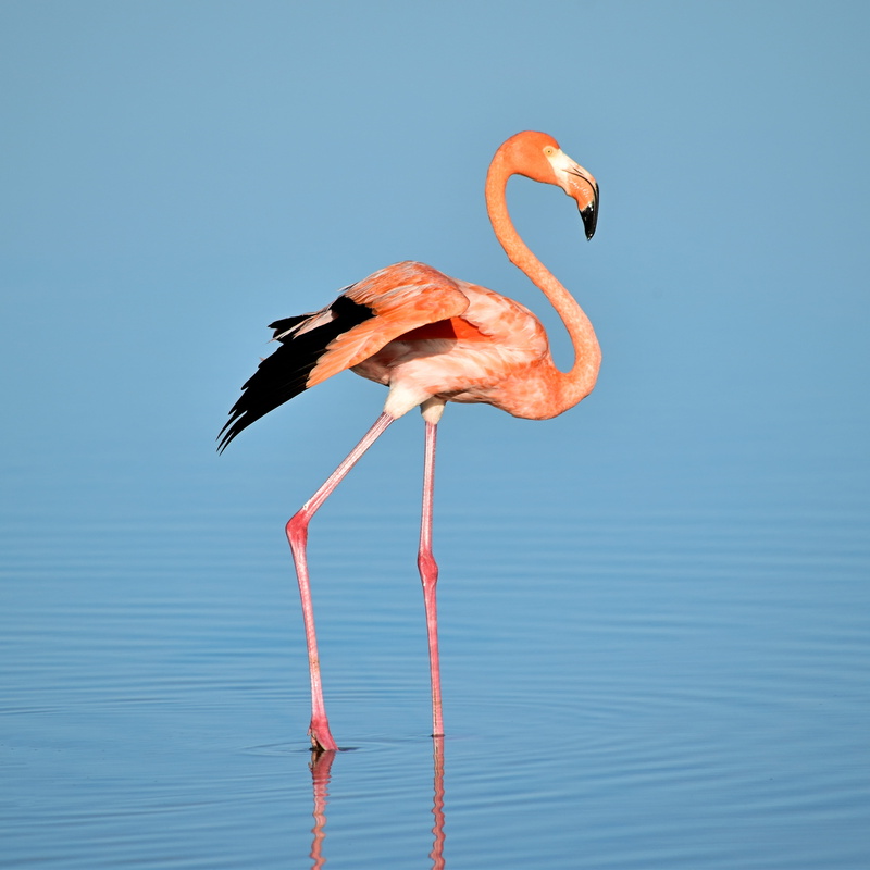 animal, beak, animal themes, bird, reflection, day, blue, color Image, safari Animals, Natural, animal Neck, stork, one animal, Elegance, side view, freshwater bird