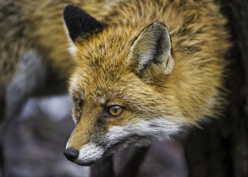 curved, white, tan, farm, animals In The Wild, kleine, fox, bern, face, kallnach, 4K, carnivore, canid, red Fox, fuchs, neck, switzerland, nikon  d4, mammal