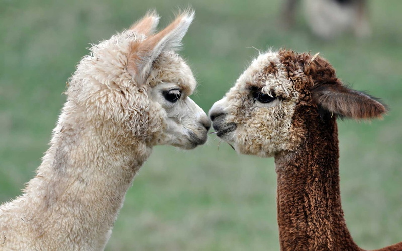 animal, animal head, mammal, herbivorous, animal wildlife, 720P, llama, day, togetherness, focus on foreground, animal themes, livestock, alpacas, animal neck