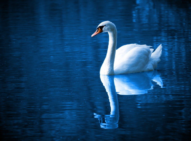 nature, 2K, waterfront, one animal, Romance, Feather, water bird, Water, Swim, animal neck, swimming, Calm, cygnet, Lake, Beautiful, vertebrate, wildlife