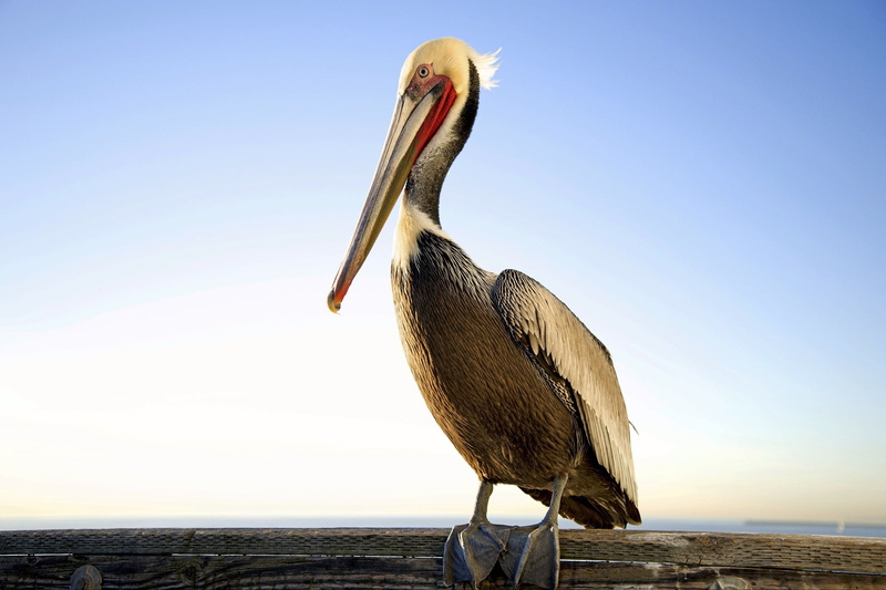 vertebrate, clear sky, sea, pelicans, water bird, beauty in nature, animals, sky, one animal, water, outdoors, animals in the wild, nature, pelican, animal themes