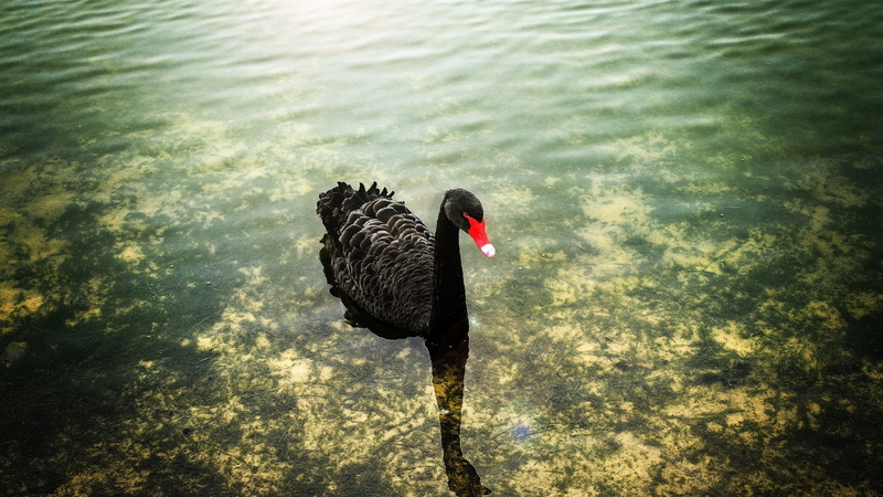 1080P, lake, day, water, birds, animals in the wild, nature, black swan, animal neck, one animal, sunlight, no people, black color, animal, animal wildlife