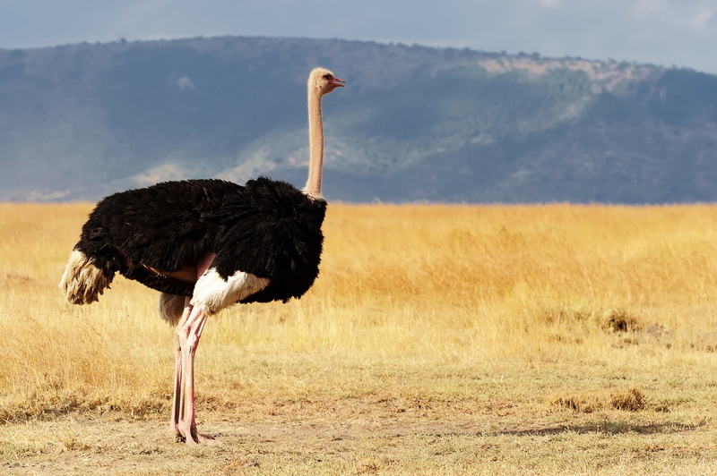 outdoors, land, animal themes, grass, day, animales, environment, ostrich, avestruz, animals in the wild, vertebrate, plant, animal, nature, bird, no people