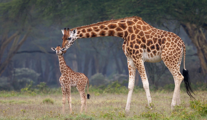 mom, baby, 1080P, Africa, giraffes
