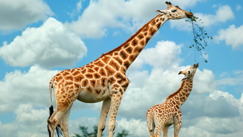 food, giraffe, family, animals, 1080P, two