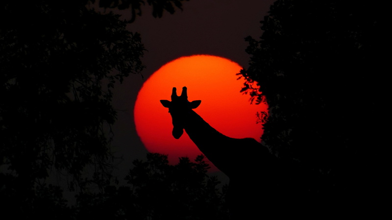 people, human arm, orange color, animal, hand, red, safari, wild animal, silhouette, sun, giraffe, human limb, one person, neck, adult, mammal, sky, adventure