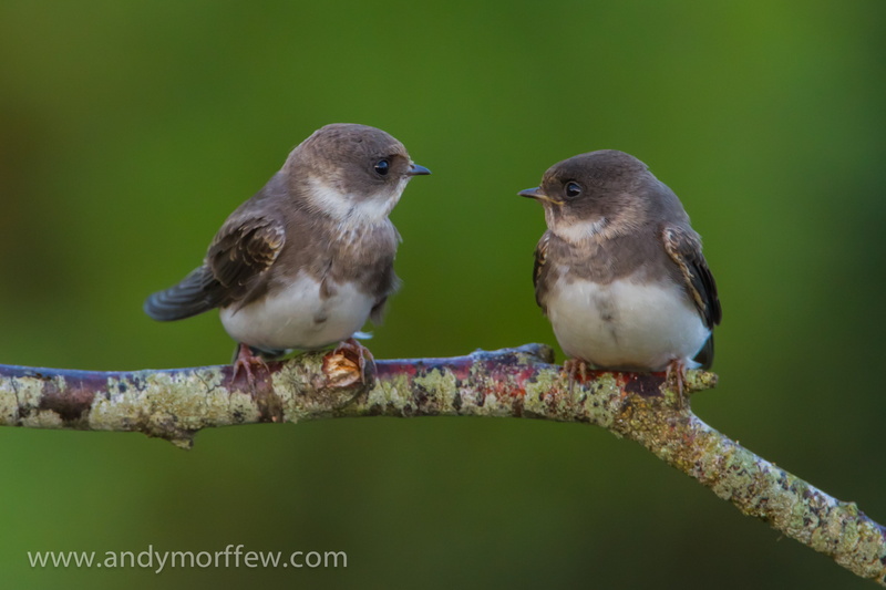 Nature, Sand Martins, excellence, gray, beak, Africa, two, branch, 2K, bird, pip, Lens, birds, wildlife, animal, outdoors, Hampshire, Bewildered