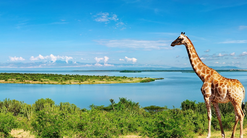 brown, white, Nile, 1080P, River, Side, Africa, Giraffe
