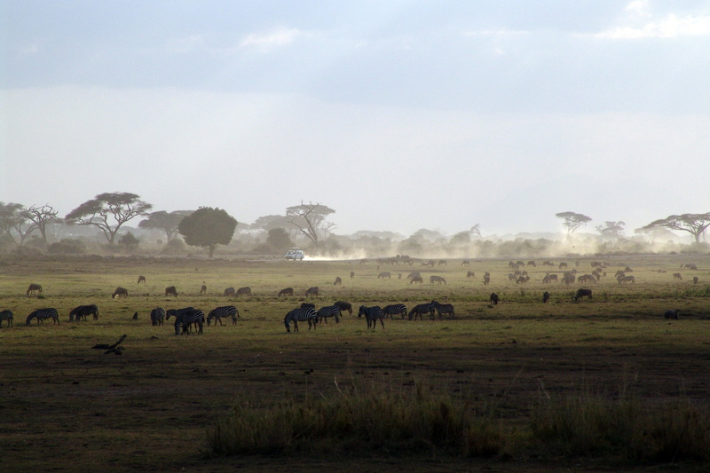animal, plant, savannah, east Africa, no people, animals, domestic animals, sky, animal wildlife, national park, vertebrate, field, large group of animals
