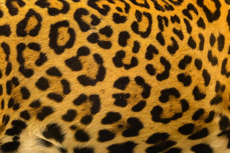 background, fur, texture, leopard, skin, 5K