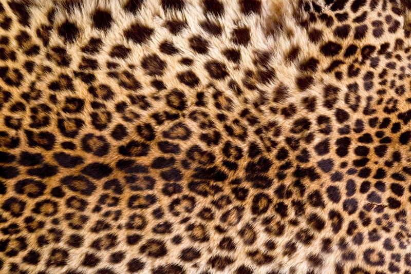 animal, texture, fur, leopard, 4K, skin