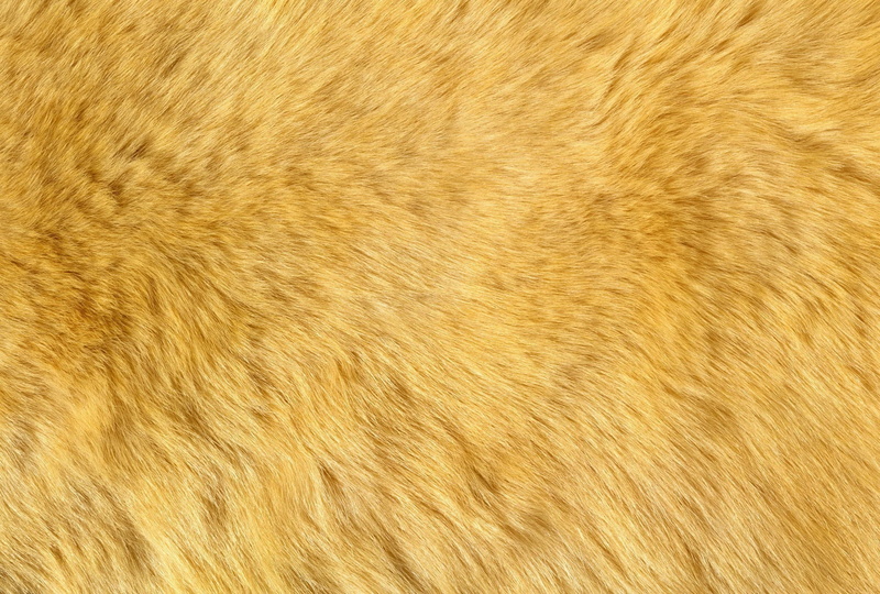 nature, fluff, animal Skin, one animal, pets, animal body part, mammal, animal themes, clean, close-up, 2K, animal Hair, textured, animal, fur, pattern