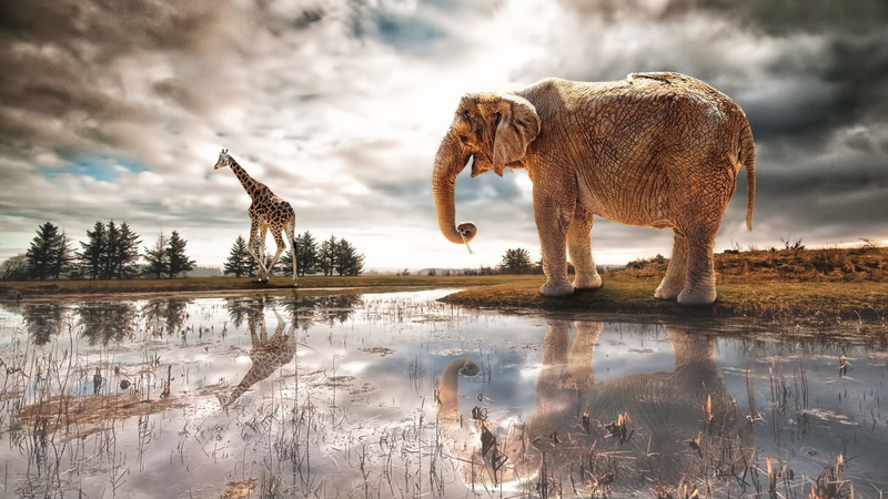 Elephant, Reflection, Lake, 2K, Water, Giraffe, River
