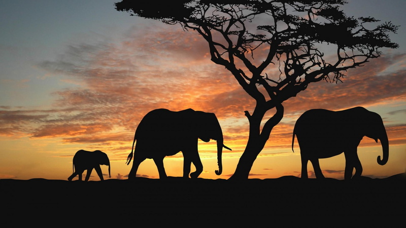 nature, 1080P, sunset, silhouette, beautiful, animals, elephant, elephants
