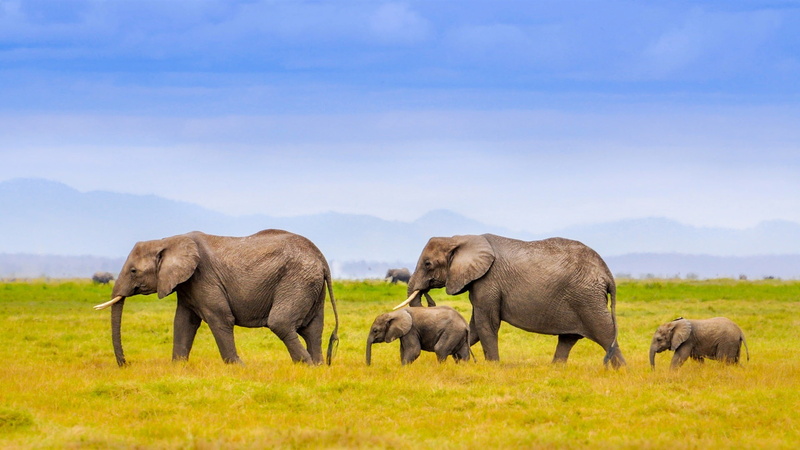 1080P, Grass, Elephants, Sky, Africa, Blue, Family