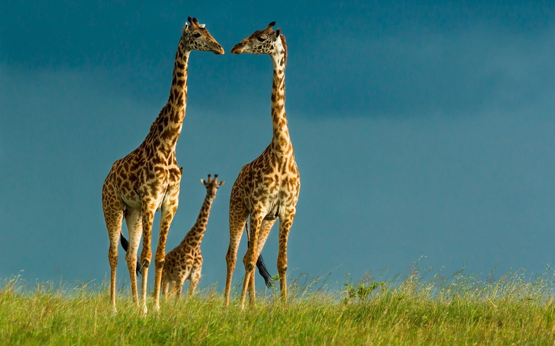 Grass, Sky, Wildlife, Giraffes, 1080P