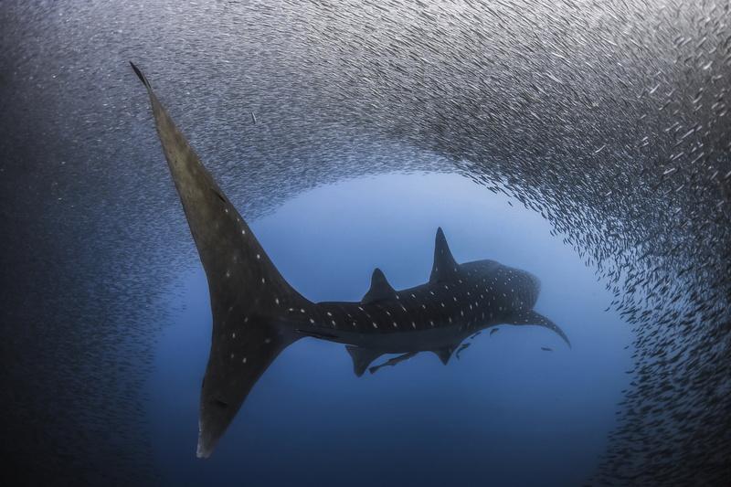 water, fish, The whale shark, The largest of the currently existing species, shark, 2K, under water