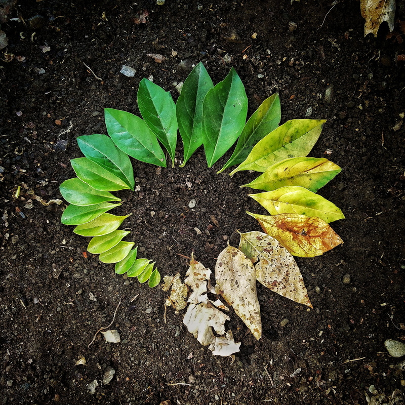 freshness, creativity, garden, natural, plant, seasonal, ecology, cycle, circle, age, palette, no people, circular, environment, pollen, high angle view