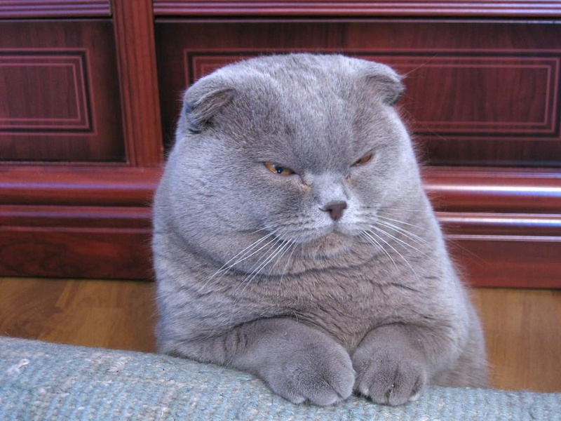 grumpy, cat, munchkin cat, cute, munchkin, 720P