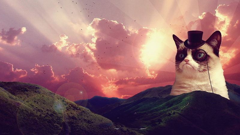 feline, domestic cat, digital composite, portrait, whisker, nature, one animal, vertebrate, clouds, landscape, pets, animals, mammal, cat, sky, small, birds