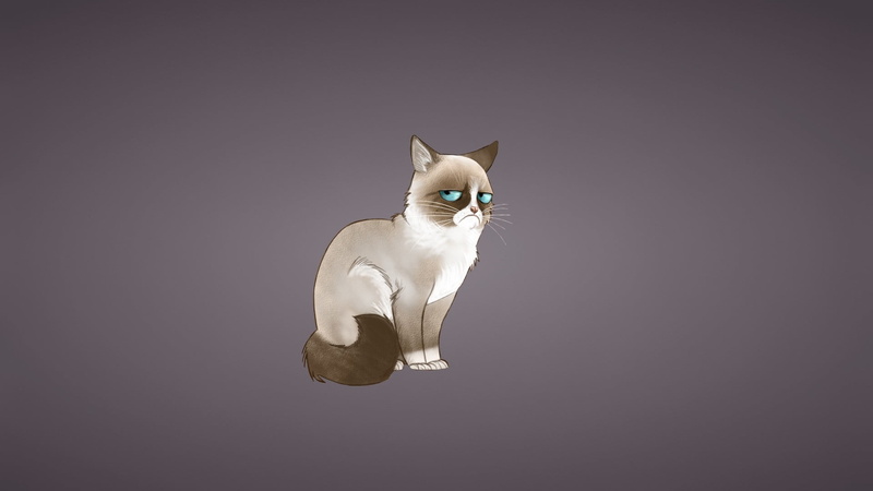 feline, animal themes, studio shot, sitting, domestic cat, domestic, vertebrate, looking, gray, 1080P, domestic animals, whisker, Grumpy Cat, no people