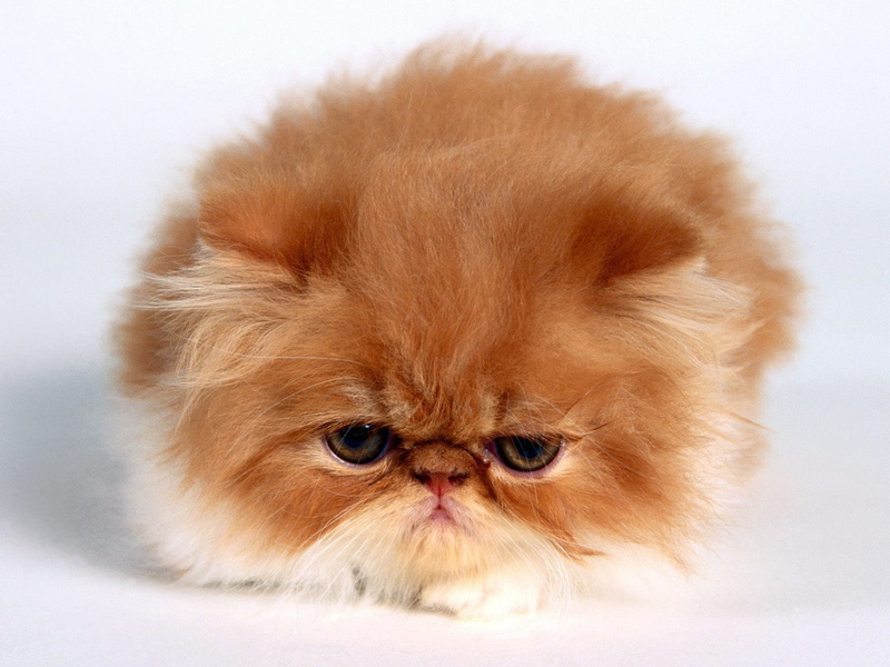 720P, feline, cat, face, Grumpy Cat, white background, simple background, animals