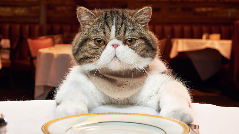 4K, grumpy, cat, mammal, grumpy cat, hungry, whiskers, restaurant, domestic cat