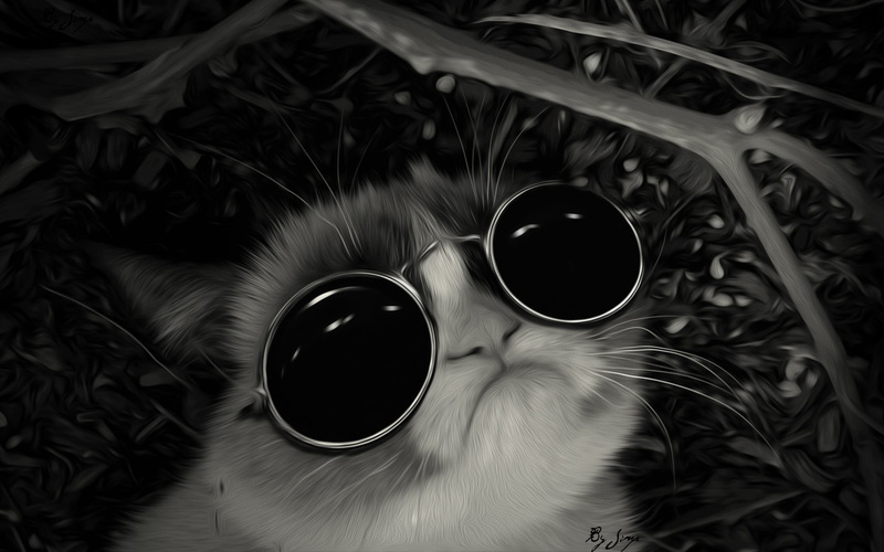pets, animal, mammal, coffee, glasses, animal themes, 720P, close-up, food and drink, Grumpy Cat, coffee - drink, domestic animals, vertebrate, domestic