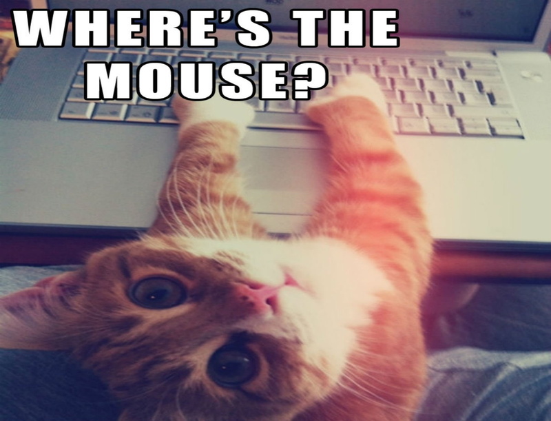 cat, humor, funny, meme, quote, 720P, computer, grumpy