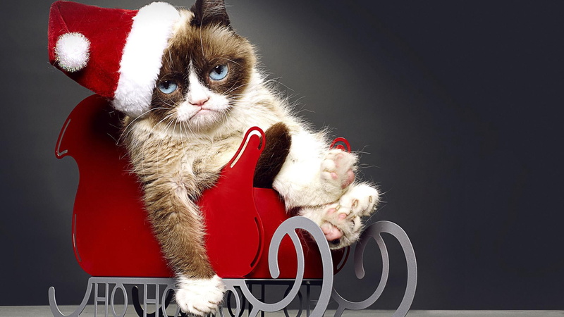 no people, fluffy, black background, animal themes, grumpy cat, santa Hat, kitten, celebration, beige, tardar sauce, hat, santa Claus, one animal, domestic Cat