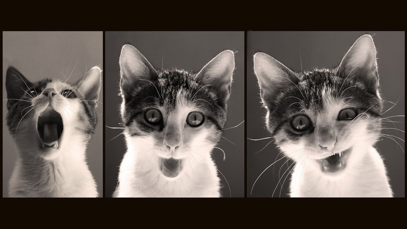 funny, 1080P, grumpy, 104, humor, meme, cat, quote