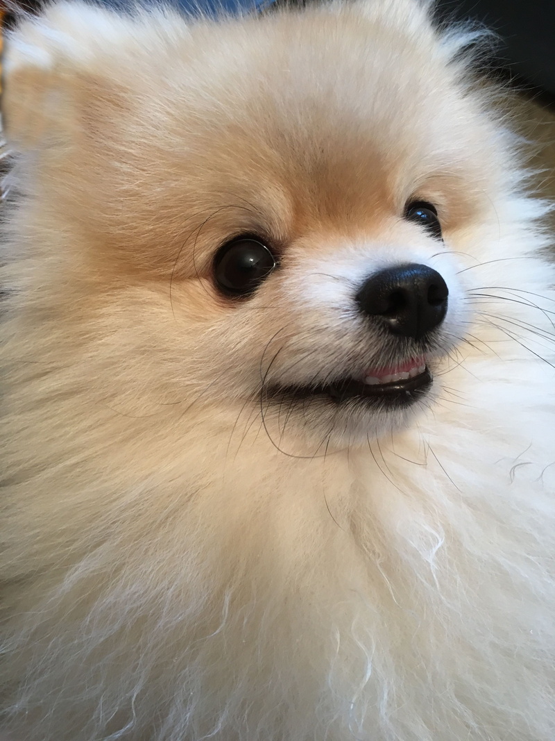 looking away, no people, hair, one animal, indoors, snout, vertebrate, animal head, sweet, animal body part, pomeranian, animal, domestic animals, dog