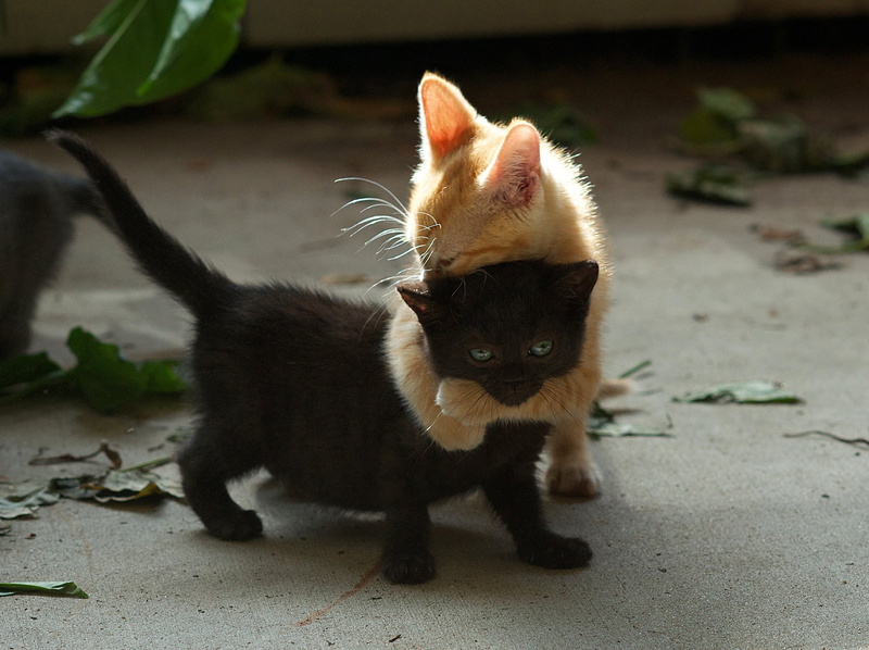 one animal, kittens, playful, cat, domestic, mammal, short, cute, flooring, animal, pets, orange, no people, vertebrate, red, portrait, domestic Cat, close-up
