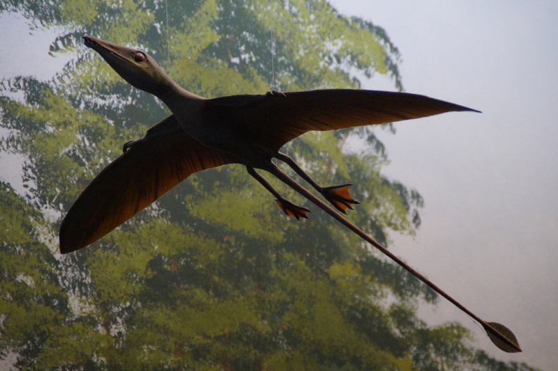 natural history museum, exhibit, underwater, museum of natural history, wing, animal themes, replica, mid-air, fly, low angle view, dinosaur, vertebrate