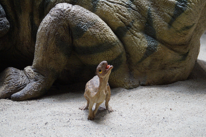 dino baby, baby, Museum, animal themes, one animal, animal wildlife, mammal, rock, Prehistoric Times, outdoors, rock - object, natural history museum, nature