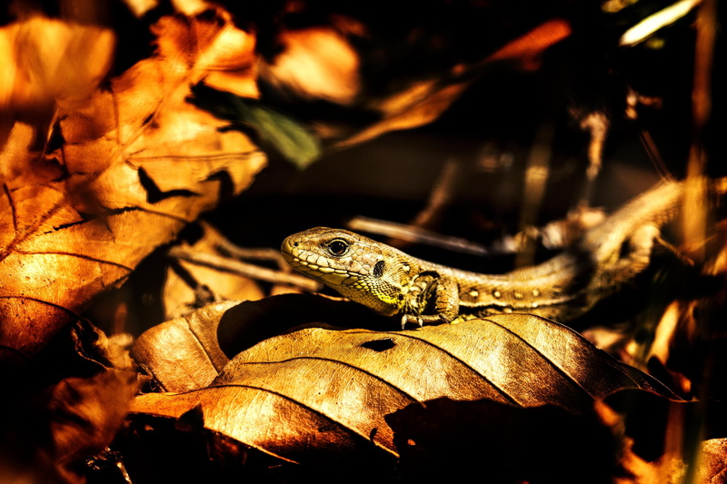 tree, raptors, reptile, vertebrate, land, mammal, 2K, lizard, animal head, poisonous, animal wildlife, no people, outdoors, dino, carnivores, focus on foreground