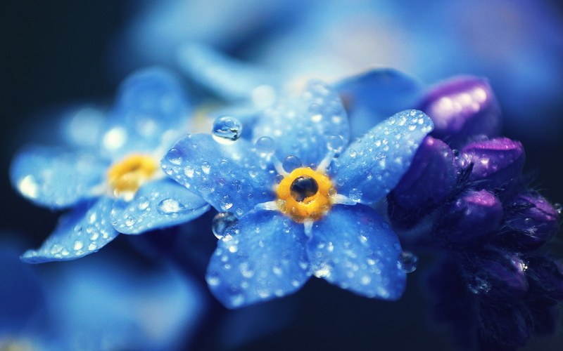 Flowers, Dew, Forget, Macro, Blue, nots, 1080P, Photography, Me