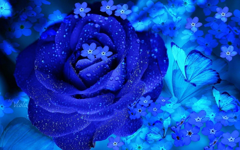 fragility, quality, inflorescence, no people, freshness, vulnerability, flower head, flower, beautiful, wet, flowers, drop, plant, water, rose