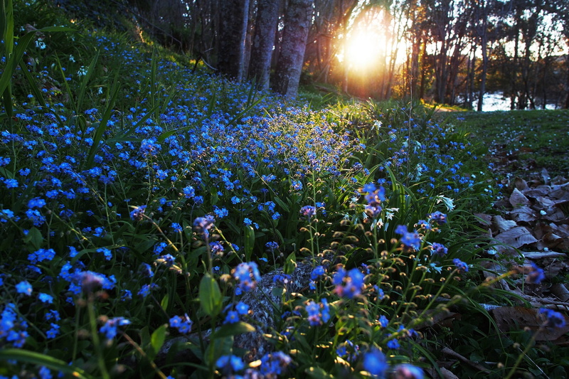 abundance, freshness, vulnerability, forget-me-nots, plant, flowers, flowering plant, tranquil scene, outdoors, 1080P, blue, sunlight, field, green, scenics - nature