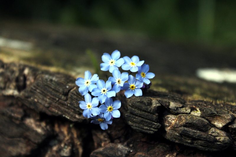 growth, 5K, freshness, forget-me-nots, grass, wood - Material, blossom, botany, selective focus, summer, nature, tree, green Color, backgrounds, close-up
