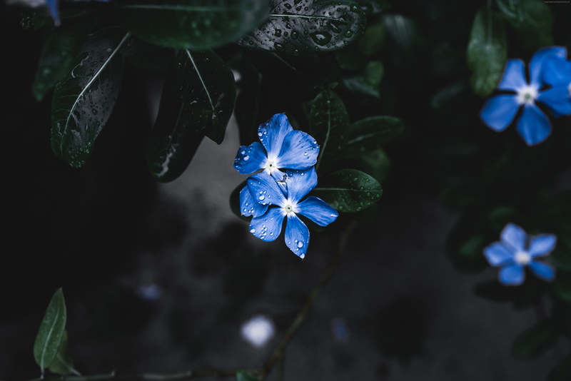 Blue Flower, Forget-Me-Not, 5K, 5K, 4K