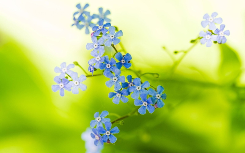 growth, nature, purple, flower head, flowering plant, blue flowers, plant, springtime, freshness, inflorescence, selective focus, outdoors, beauty in nature