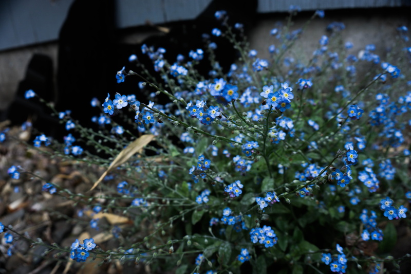 flower, forget-me-nots, nature, plants, vulnerability, no people, selective focus, botany, freshness, springtime, plant, beauty in nature, growth, gardening