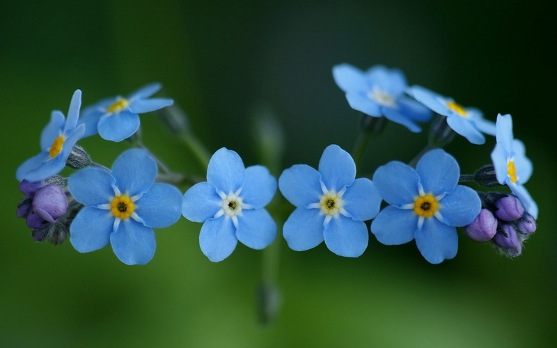 flower head, flowering plant, nature, blue, fragility, blue flowers, vulnerability, close-up, inflorescence, no people, growth, forget-me-nots, botany