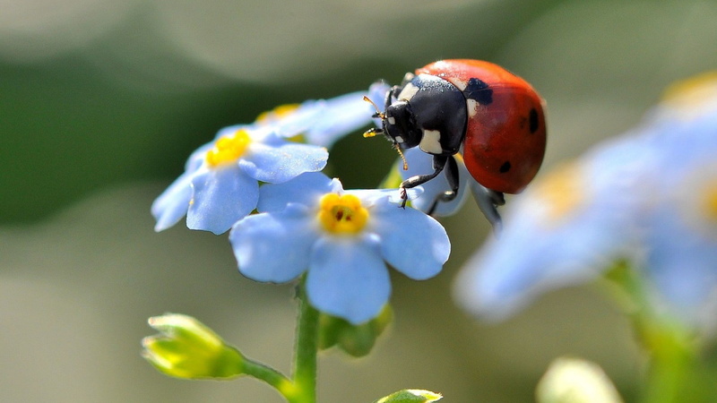flowers, invertebrate, freshness, outdoors, animal themes, beetle, springtime, ladybugs, forget-me-nots, blue flowers, vulnerability, pollination, 1080P