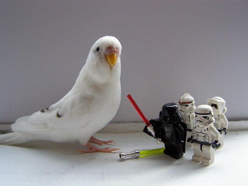 star, birds, legos, art, Stormtroopers, parakeets, 720P, wars, Star Wars, animals, hd
