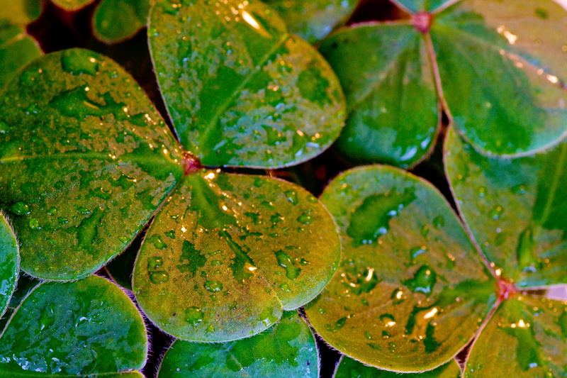 lucky, st patricks day, raindrop, water, floating on water, nature, symbol, holiday, full frame, day, traditional, green color, plant, clover, close-up