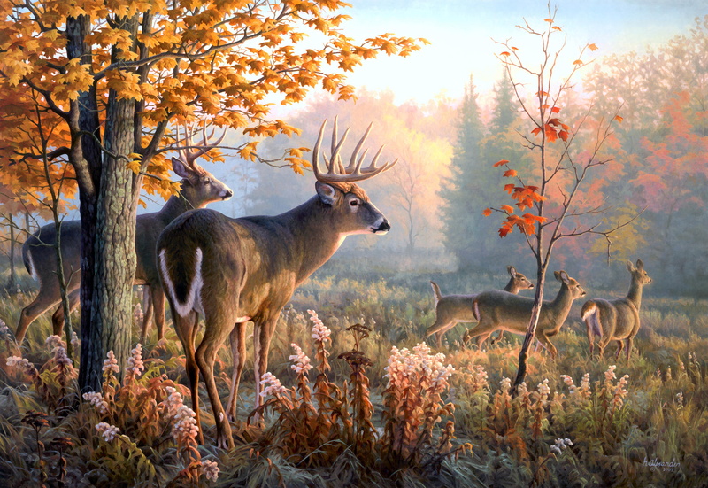 woodland, change, nature, outdoors, antler, animal wildlife, beauty In Nature, vertebrate, grass, animals, no people, land, scenics, snow, winter, season
